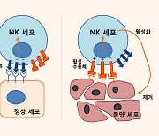 난소암에서 자연살해(NK) 세포의 역할 밝혀