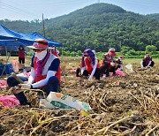 BNK경남은행, 일손 부족 농가서 마늘 수확 '구슬땀'