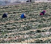 농협, 양파 소비 촉진 캠페인..하나로마트서 20% 할인 판매