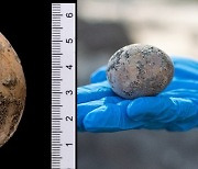 1000년된 달걀, 완벽한 형태로 출토.."똥에 둘려싸인 덕"