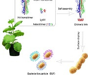 면역증가제 필요없는 식물 생산 재조합 단백질 AI백신 개발