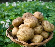 놀라운 '감자'의 효능 6가지