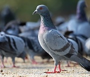 '도시 천덕꾸러기' 비둘기, 불임모이로 개체 수 줄인다