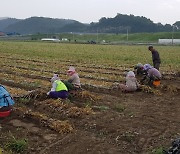 코로나19 장기화로 외국인 근로자 유출 '농촌인력 부족'
