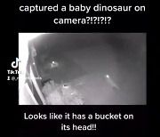 "내가 쥬라기 공원을 너무 봤나"..美여성이 찍은 아기공룡 영상