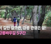 [영상] 이 길만 걸으면 강릉 관광 끝! 강릉바우길 5구간