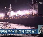 동해안 오징어 어획 본격..일주일 새 124% 증가