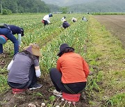 합천군, 농가당 마늘·양파 수확 인건비 최대 70만원 지원