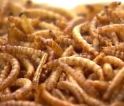 첨단생명소재 신산업 주목받는 '곤충산업'