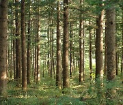 30억그루 나무 심기? 숲은 백년지대계