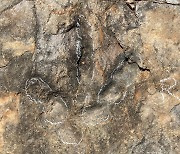 의성 남대천 일원서 1억년 전 공룡 발자국 화석 무더기 발견