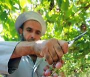 EGYPT AGRICULTURE GRAPE HARVEST