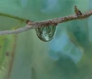 이슬방울·양귀비꽃의 작가 이영수 개인전