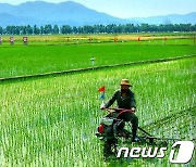 북한 "쌀로써 당을 받들 일념안고 알곡고지 점령"