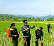 농사 중인 어랑군 협동농장.."쌀로써 당을 받들 일념"