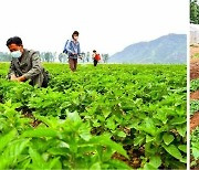 북한 "쌀로써 당을 받들자"..농사 중인 연탄군