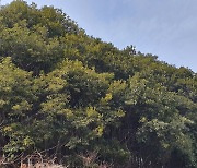 국립산림과학원, 붉가시나무 우량자원을 활용한 임목육종 프로그램 본격 착수