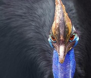 세상에서 가장 위험한 새, 인도네시아 '카수아리'