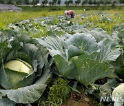제주 양배추 생산 전년비 15.4% 늘어..도 '가격안정관리제' 발동
