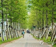 전북도 올해 220억 들여 '도시숲' 조성..미세먼지 저감 기대