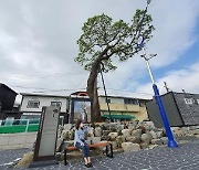 200년 회화나무가 자랑거리..경남 고성 공룡시장 주차장