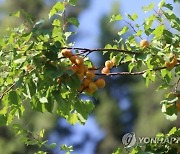 SYRIA AGRICULTURE