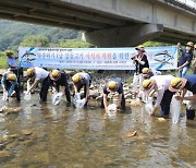 대전시, 멸종위기 Ⅰ급 '감돌고기' 방류