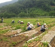 한전 경남본부, 창녕 양파농가 일손돕기 나서