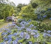 구례 수목원에 만개한 수국