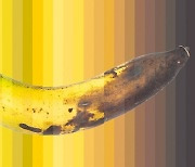 바나나, 익을수록 성분이 달라진다?..갈변현상 늦추는 방법은?