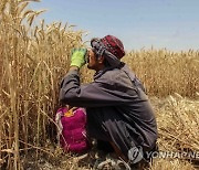 AFGHANISTAN AGRICULTURE