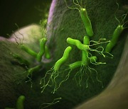 유산균·김치, 헬리코박터균 예방에 도움?