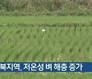 경북지역, 저온성 벼 해충 증가