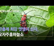 [권혁재 핸드폰사진관] 곤충계 최강 멋쟁이 신사, 모자주홍하늘소