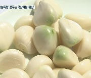 '마늘독립' 꿈꾸는 국산마늘 '홍산'