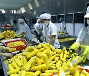베트남, 올해 5월까지 과일·채소류 수출 18%↑  [KVINA]