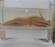 멸종위기 1급 '미호종개' 미호천 하류서 서식 확인