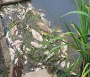쿠팡 물류센터 화재 후폭풍..물고기 떼죽음·주민 피해 호소
