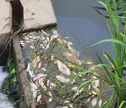 쿠팡물류센터 화재 현장 인근 하천에서 물고기 1000여마리 떼죽음..주민·농작물 피해도