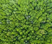 [ESG] 숲이 돈되는 시대..JP모건, 산림관리업체 인수