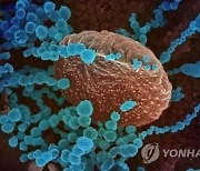 방역당국 "국내 델타 변이바이러스 검출률 8.5%"