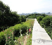 부용화 활짝 핀 인왕산 서울 성곽길