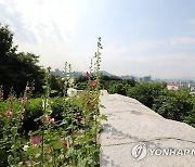 부용화 활짝 핀 인왕산 서울 성곽길