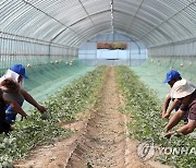 우즈베크 노동자 50명 무주 농촌현장 투입..계절근로자 파견협약