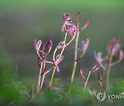 멸종위기 2급 대홍란 꽃 '활짝'