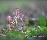 멸종위기 2급 대홍란 꽃 '활짝'