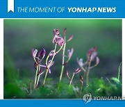 [모멘트] 멸종위기 2급 대홍란 꽃 '활짝'