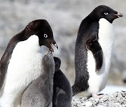 남극 인익스프레시블섬, 한국 주도로 보호구역 지정..펭귄마을에 이어 2번째