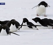 펭귄 12만 마리 서식..한국이 제안 남극 보호구역 지정