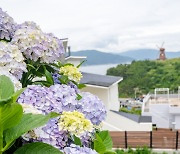 '수국보러 오세요'..거제 남부면, 수국길 조성